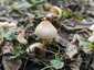 Büdös őzlábgomba (Lepiota cristata), Kisoroszi